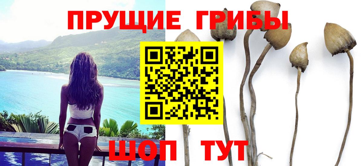 Галлюциногенные грибы Psilocybine cubensis Луга